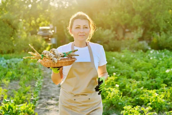 Perempuan petani dengan keranjang dengan bawang putih segar panen — Stok Foto