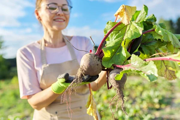 Senyum petani tukang kebun wanita di celemek dengan menggali sayuran bit segar. — Stok Foto