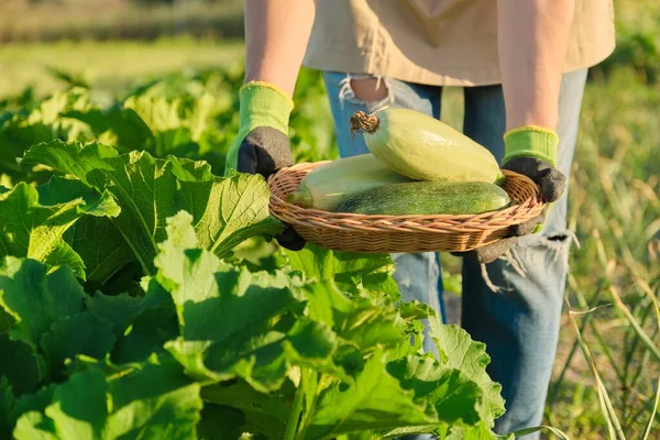 Panen zucchini segar di keranjang di tangan menutup — Stok Foto