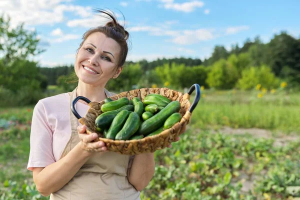 Mujer madura sonriente con cesta de pepinos recién arrancados — Foto de Stock