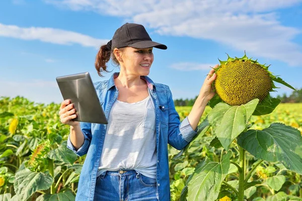 Mulher agricultor fazendo vídeo inspeção do campo agrícola com plantas de girassol — Fotografia de Stock