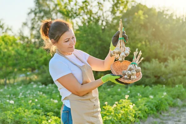 Perempuan petani dengan keranjang dengan bawang putih segar panen — Stok Foto