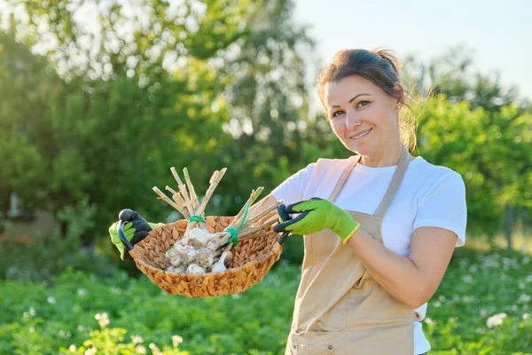 Perempuan petani dengan keranjang dengan bawang putih segar panen — Stok Foto