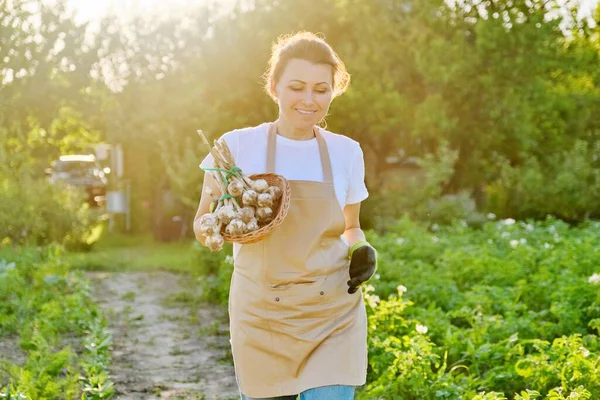 Bawang putih segar dipanen di tangan petani wanita, tukang kebun — Stok Foto