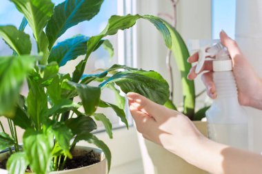 Pencere pervazında kapalı bir tesis. Sprey tabancalı yaprakları olan bir kadının yakın çekimi.