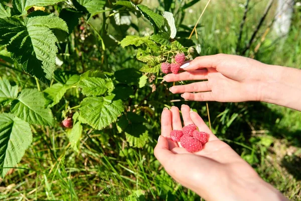 Händer kvinna plocka mogna hallon i sommar trädgård — Stockfoto