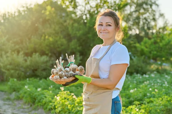 Perempuan petani dengan keranjang dengan bawang putih segar panen — Stok Foto