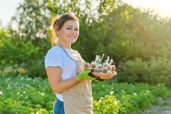 Perempuan petani dengan keranjang dengan bawang putih segar panen — Stok Foto