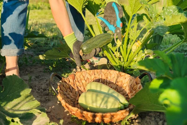 Zucchini panen di ladang, petani tangan dengan pruner — Stok Foto