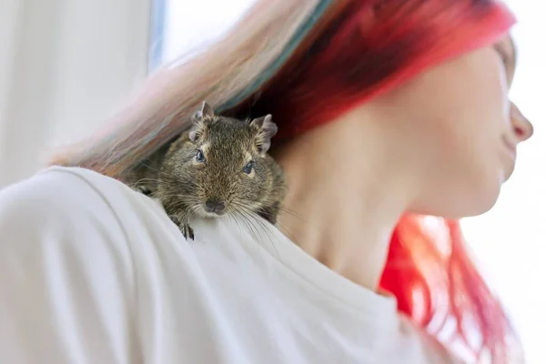 Huisdier Chileense eekhoorn degu zittend op de schouder van zijn jonge eigenaar — Stockfoto