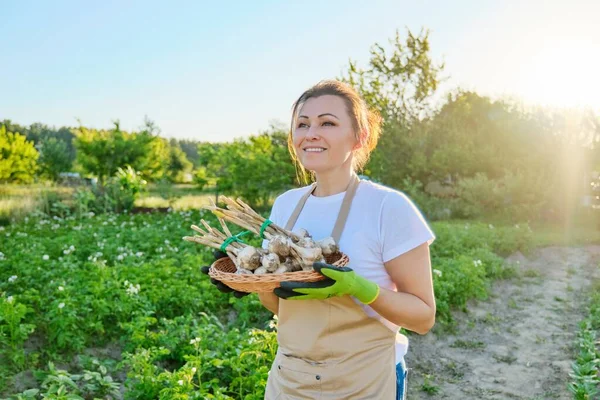 Perempuan petani dengan keranjang dengan bawang putih segar panen — Stok Foto