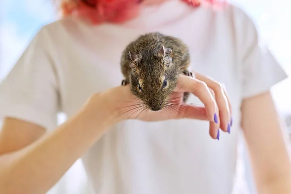 Φλάφι κατοικίδιο ζώο τρωκτικό Χιλής degu σκίουρος στο χέρι κορίτσι ιδιοκτήτη — Φωτογραφία Αρχείου