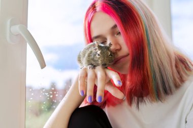 Fluffy pet kemirgen Şili degu sincabı sahibinin elinde