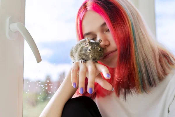 Fluffy mascota roedor chileno degu ardilla en propietario chica mano —  Fotos de Stock