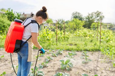 Çiftçi kadın sebze bahçesinde lahana ilaçlıyor.