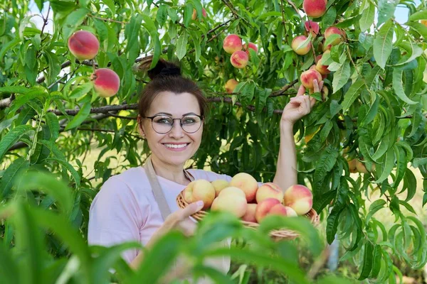 Retrato de mujer sonriente con cesta de melocotones frescos, árbol con fondo de melocotones maduros — Foto de Stock