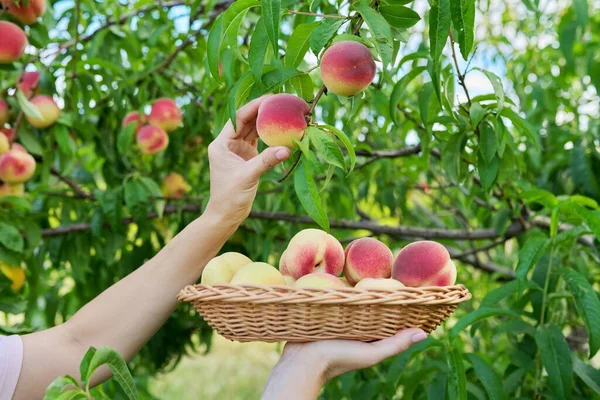 Nahaufnahme einer Frau, die reife Pfirsiche von einem Baum in einen Korb pflückt — Stockfoto