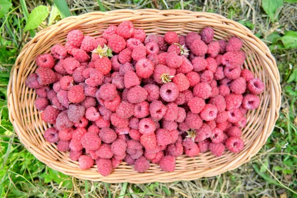 Framboesas naturais frescas maduras do jardim na cesta na grama no jardim — Fotografia de Stock