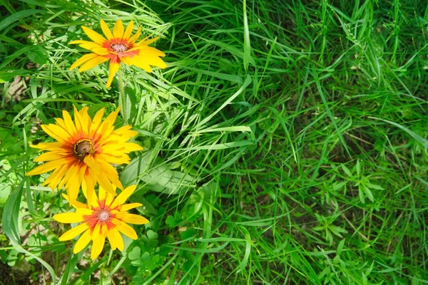 Fondo de hierba verde, flores de Rudbeckia amarillas, espacio para copiar, vista superior, naturaleza de verano —  Fotos de Stock
