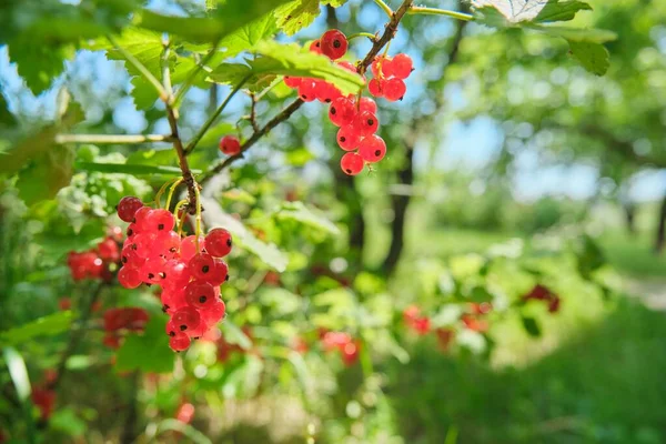 Ein Bund reifer roter Johannisbeeren im Sommergarten — Stockfoto