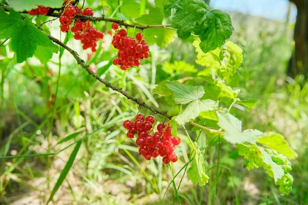 Ett gäng mogna röda vinbär i sommarträdgården — Stockfoto