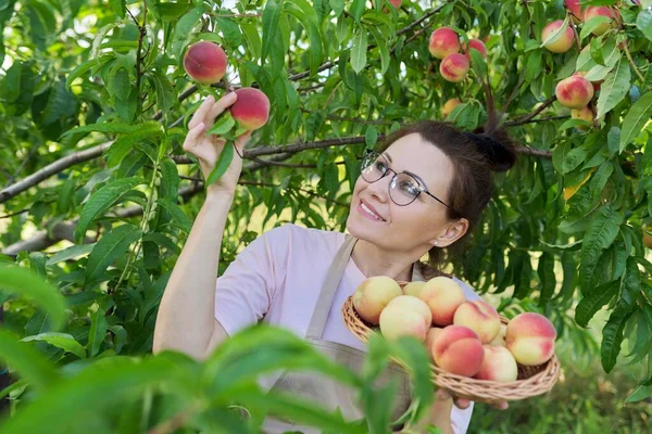 Portret van lachende vrouw met mand van verse perziken, boom met rijpe perziken achtergrond — Stockfoto