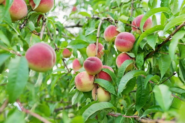 Крупный план спелых персиков на дереве, уборка натуральных органических персиков в саду — стоковое фото