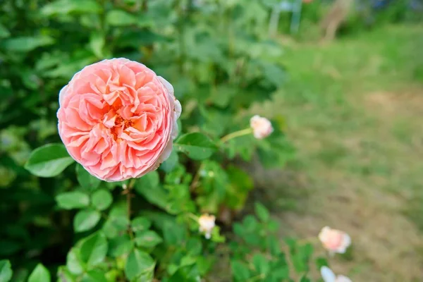 Fundo, textura, rosa arbusto com flor florescendo close-up, grama verde fora do espaço de cópia foco — Fotografia de Stock