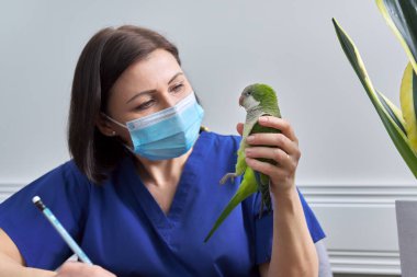 Doctor woman veterinarian examining a green Quaker parrot clipart