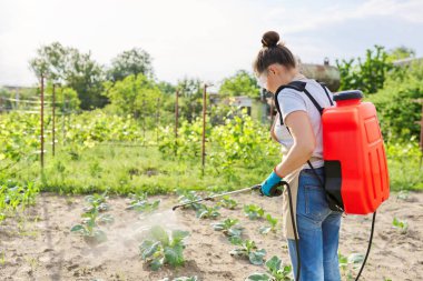 Çiftçi kadın sebze bahçesinde lahana ilaçlıyor.