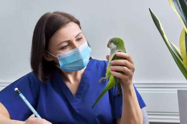 Doktor kadın veteriner yeşil bir Quaker papağanını muayene ediyor. — Stok fotoğraf
