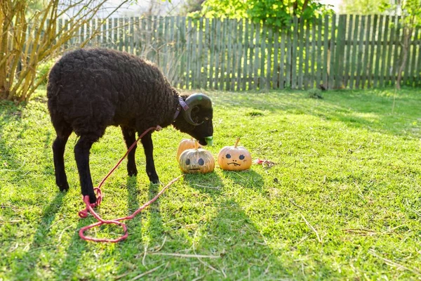 Ram y calabazas de Halloween decoradas, pastoreo carnero en la hierba en el jardín — Foto de Stock