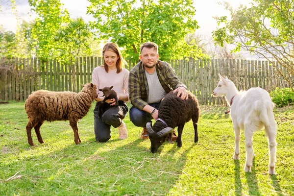 Pequeña granja con ovejas y cabras ouessant, retrato de la familia de los propietarios de la granja — Foto de Stock