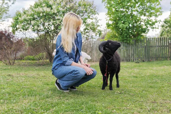 Rustic style, small animal farm, young woman teenager play touching black ram