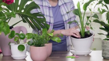 Kapalı alandaki ev bitkileri, saksılar, tarım ve bakım. Kadın bitkileri gübrelemek için çubuk şeklinde gübre kullanıyor.