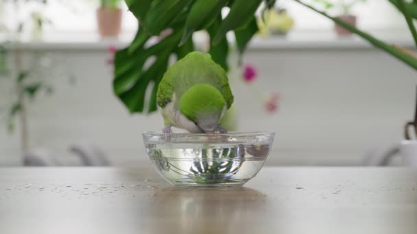 Un joven loro cuáquero verde bebe agua y se baña con un cuenco de vidrio — Vídeos de Stock