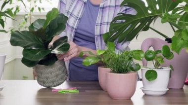 Kapalı alandaki ev bitkileri, saksılar, tarım ve bakım. Kadın bitkileri gübrelemek için çubuk şeklinde gübre kullanıyor.