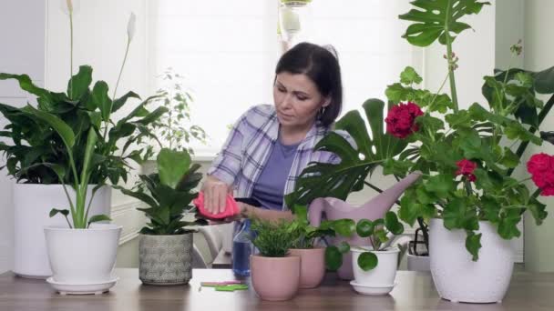 Krukväxter inomhus i krukor. Kvinna torka damm från blad — Stockvideo
