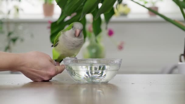 Mladý zelený papoušek Quaker pije vodu a koupe se skleněnou miskou — Stock video