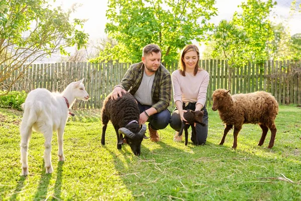 Pequeña granja con ovejas y cabras ouessant, retrato de la familia de los propietarios de la granja — Foto de Stock