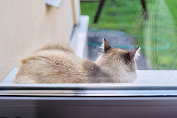 Gato doméstico fofo deitado descansando ao ar livre no peitoril da janela — Fotografia de Stock