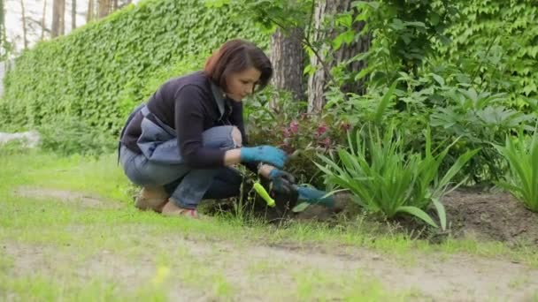 Vrouw in de tuin werken met planten in bloembed — Stockvideo