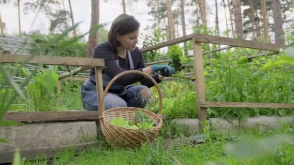 Mujer en el jardín, en invernadero pequeño, corte ensalada de hierbas, rúcula, eneldo en la cesta — Vídeo de stock
