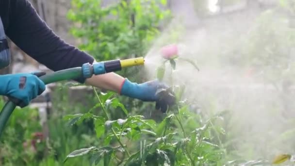 Vrouw in de tuin water geven bloembed, pioenroos bloemen, vrouw met behulp van waterslang — Stockvideo