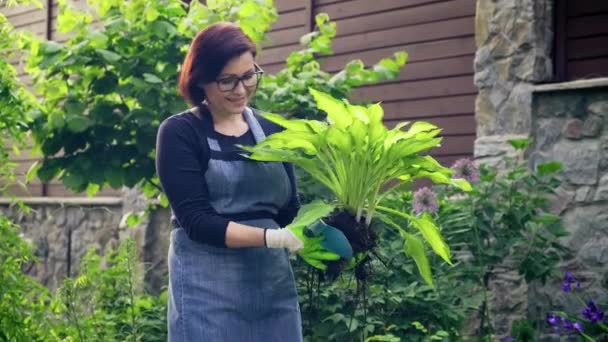 Mujer jardinero con planta decorativa Hosta para dividir y plantar — Vídeos de Stock