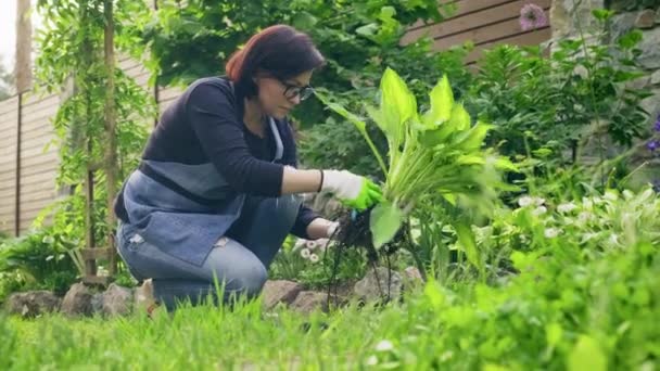 Vrouw tuinier in handschoenen met tuingereedschap verdeelt struik van hosta plant in 2 delen — Stockvideo