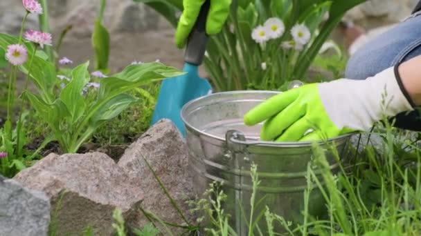 Žena pečující o rostliny v zahradě, hnojení hosta keřů s minerálními komplexními hnojivy — Stock video