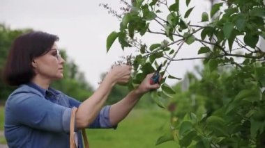 Bahçede elinde sepetli budama makasıyla leylak çalılarının üzerinde solmuş çiçekleri kesen bir kadın.