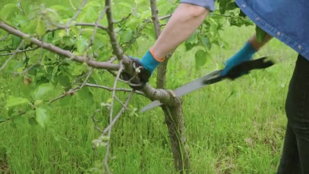 Vrouw tuinier zagen droge tak op een appelboom met hand-held tuin zaag — Stockvideo