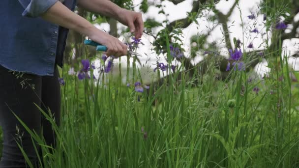 Mulher jardineiro cuidar flores siberiano íris sibirica em seu quintal canteiros de flores — Vídeo de Stock